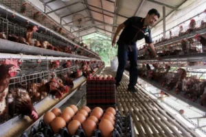 Cara Bisnis Ayam Petelur