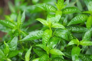 Fungsi Daun Sambiloto