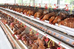 ayam petelur