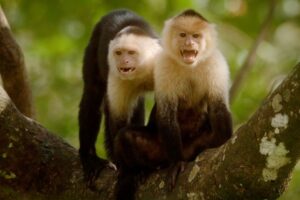 Kasus Virus B Hongkong Karena Monyet Liar