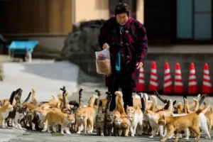 Pulau Hewan Kucing di Jepang Tashirojima