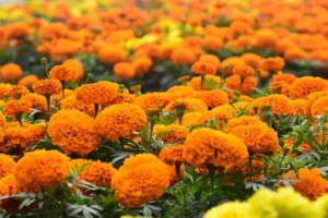 Marigold (Tagetes spp.)