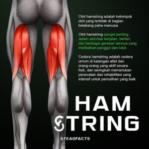 Apa Itu Otot Hamstring
