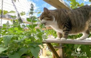 Tanaman Akar Kucing Atau Catnip