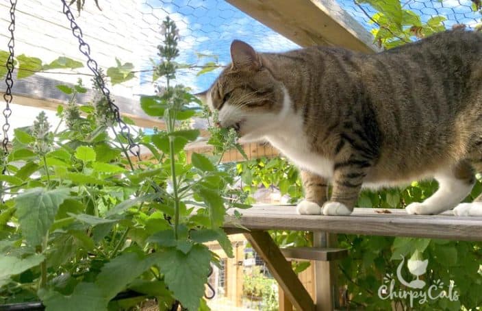 Tanaman Akar Kucing Atau Catnip