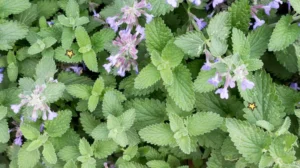tanaman catnip