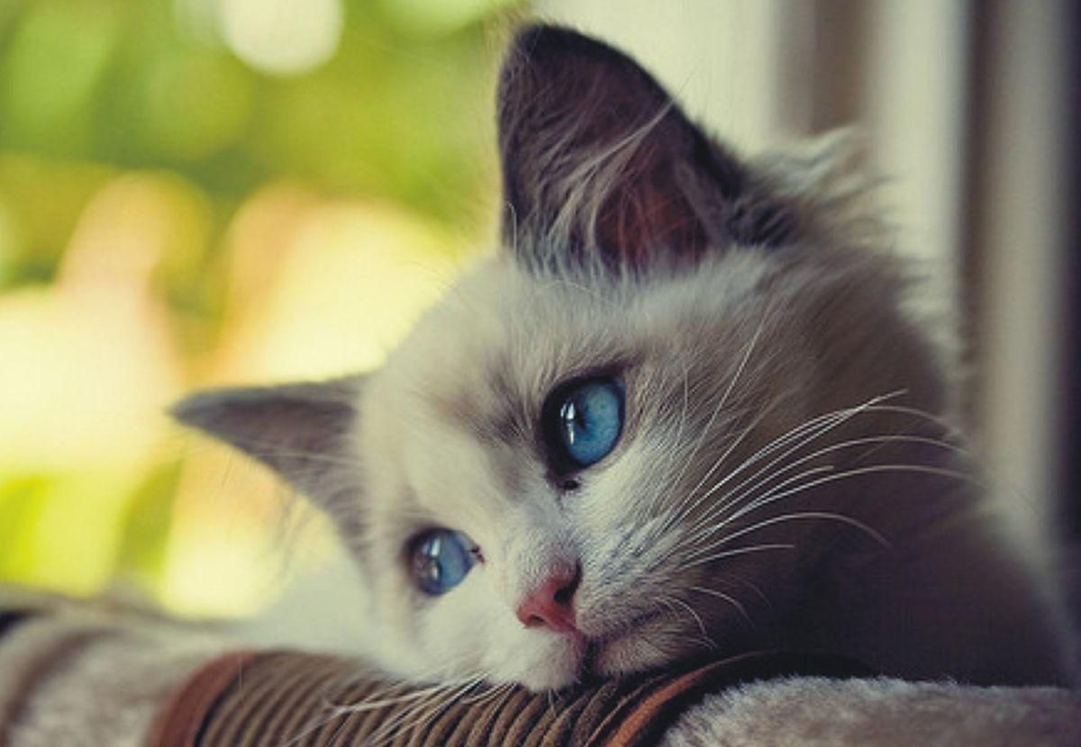 Gambar Kucing Sedih