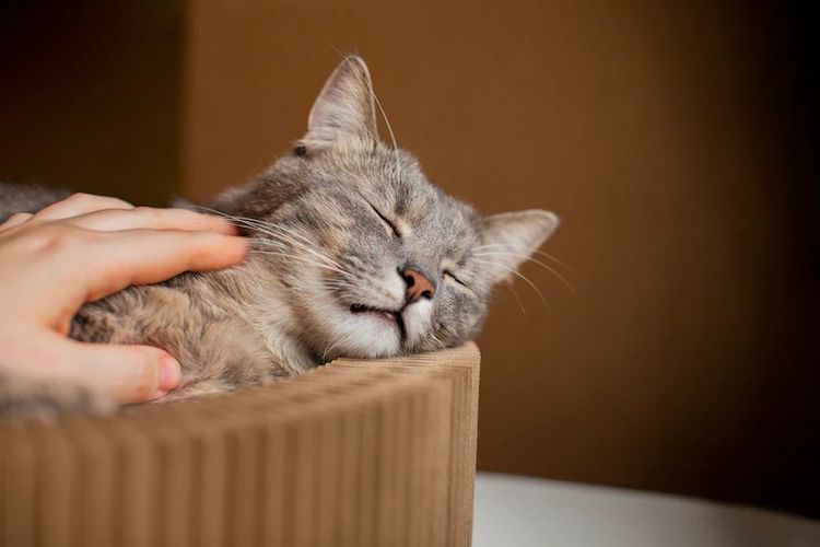 Kucing Tidak Mau Makan Malah Tidur