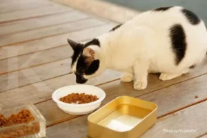 Tidak Mau Makan diet