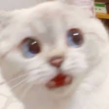 kucing sedih dan kaget